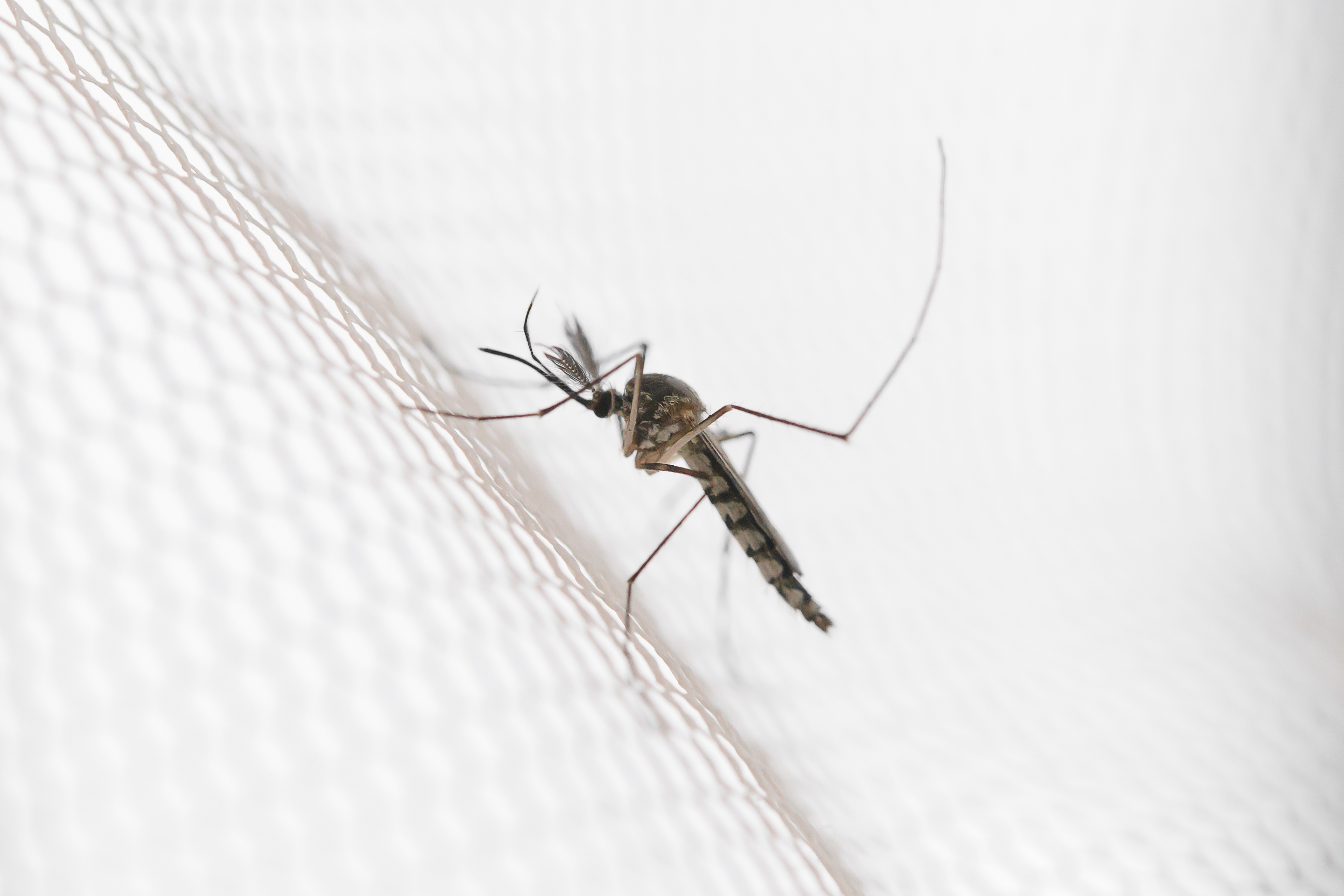Detección de infección por Dengue
