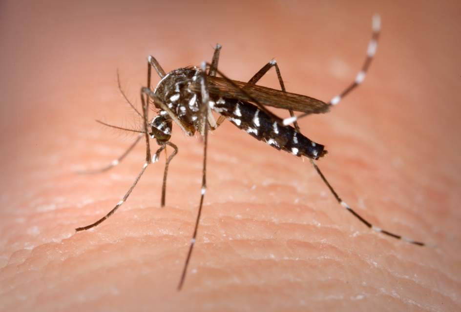 Anticuerpos contra Arbovirus: Dengue, Zica y Chikunguya